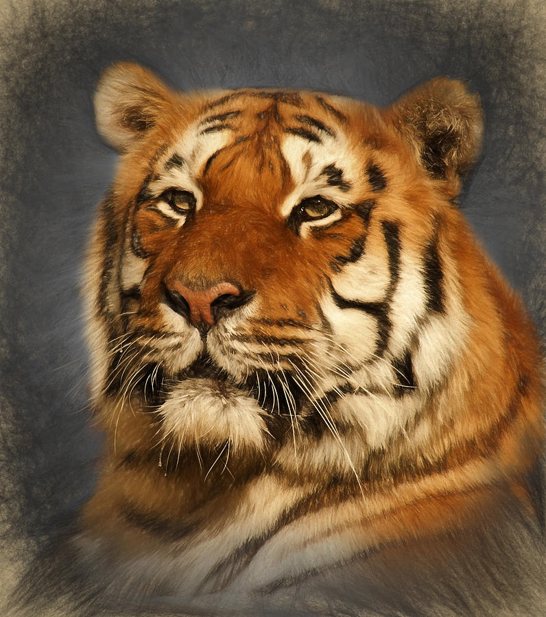 Tiger Digital Art by Ian Merton