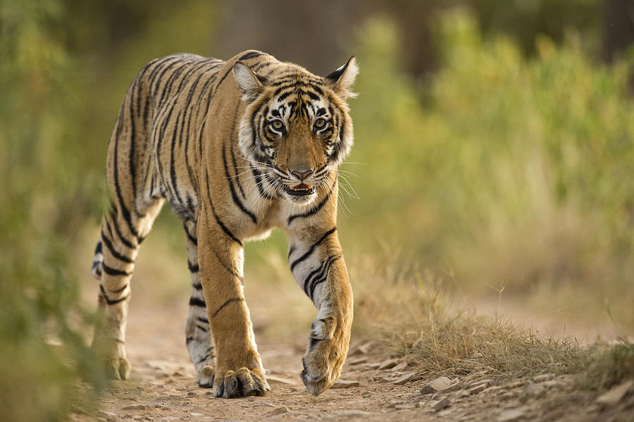 Tiger in a forest Photograph by Aditya Singh
