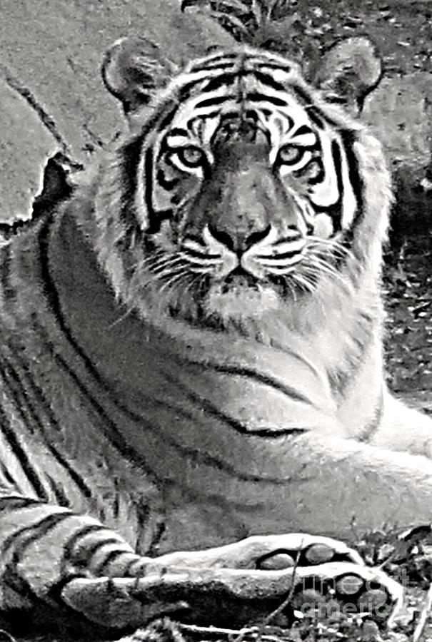 Tiger in Black and White Photograph by Patricia Januszkiewicz