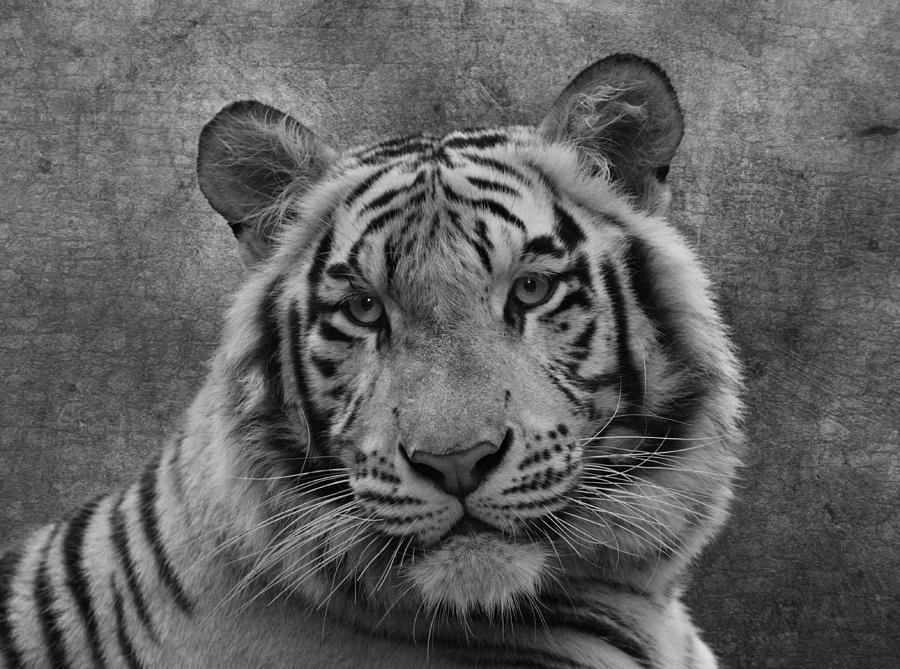 Tiger In Black And White Photograph By Sandy Keeton Fine Art America