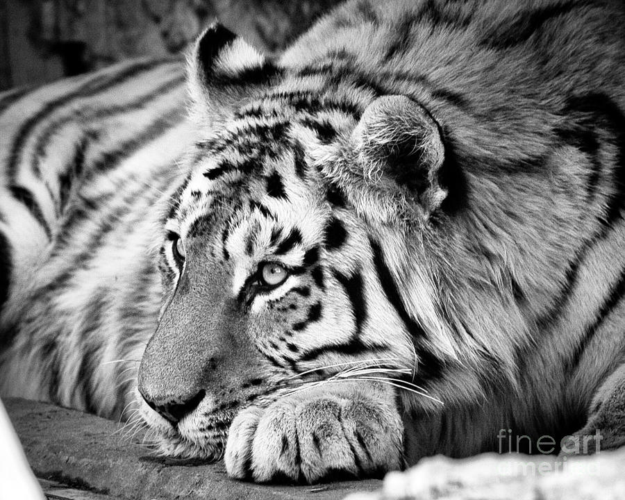 Tiger in Black and White Photograph by Steven Reed