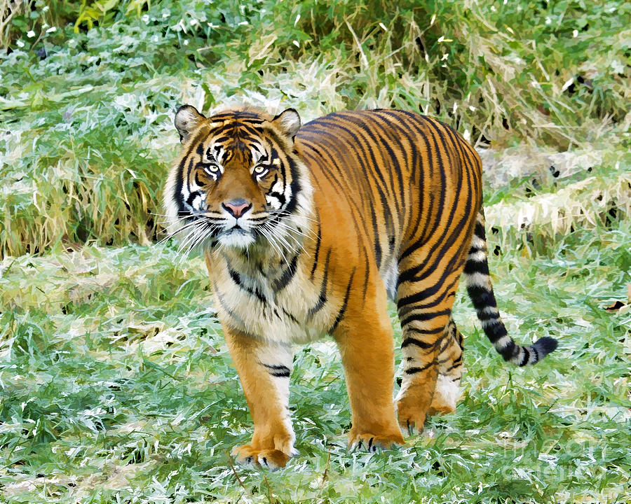 Tiger in Paint Photograph by Steve McKinzie