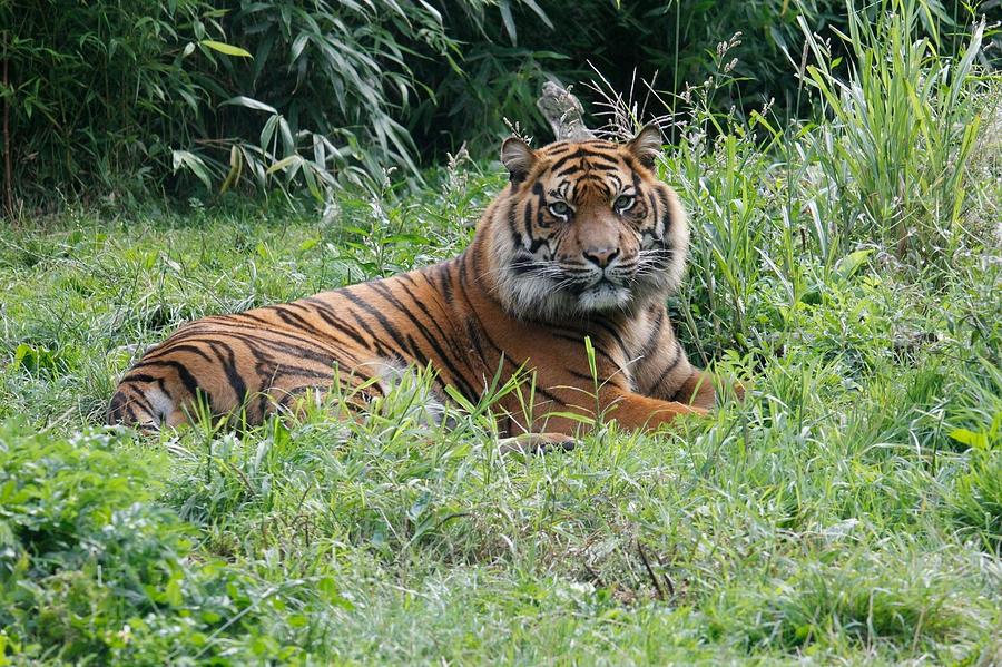 Tiger in rest Photograph by Ron Reek - Fine Art America