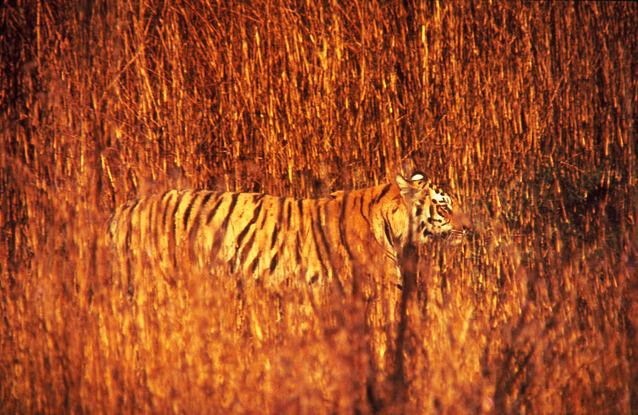 Tiger In Tall Grass Photograph by Stan Wayman
