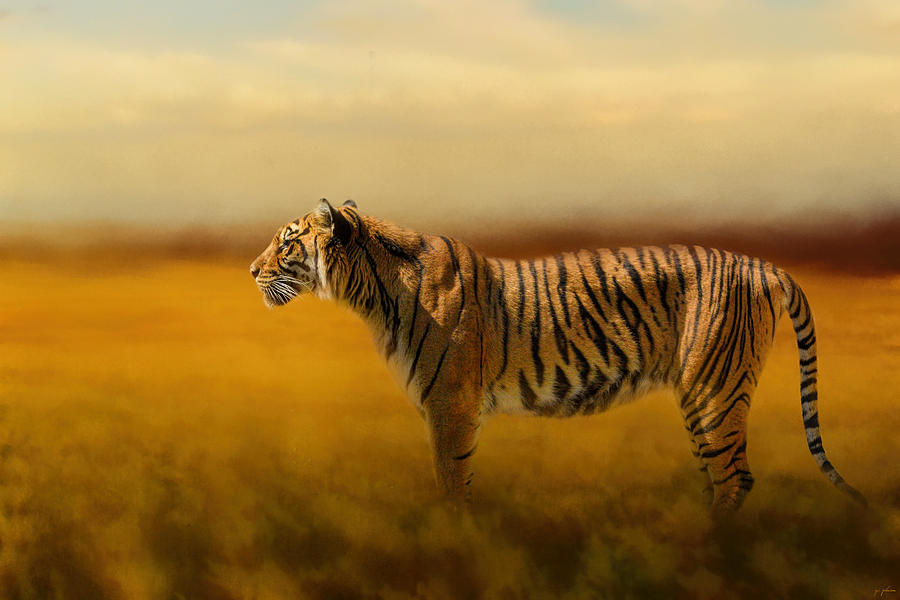 Tiger In The Golden Field Photograph by Jai Johnson