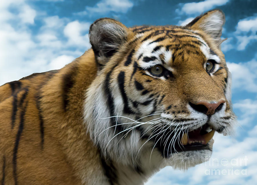 Tiger In The Sky Photograph