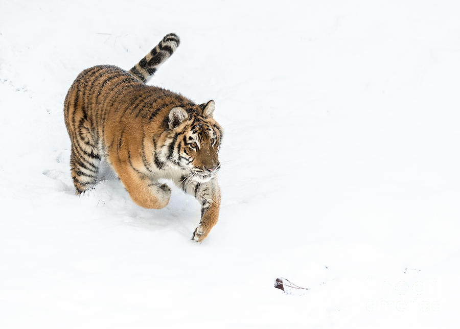 Tiger In The Snow Photograph By Melody Watson - Fine Art America