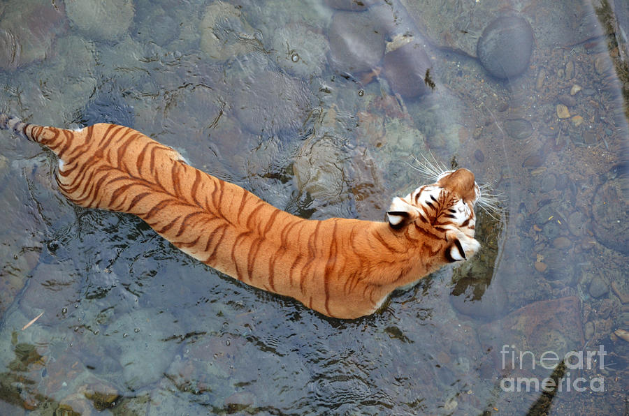 Tiger in the Stream Photograph by Robert Meanor