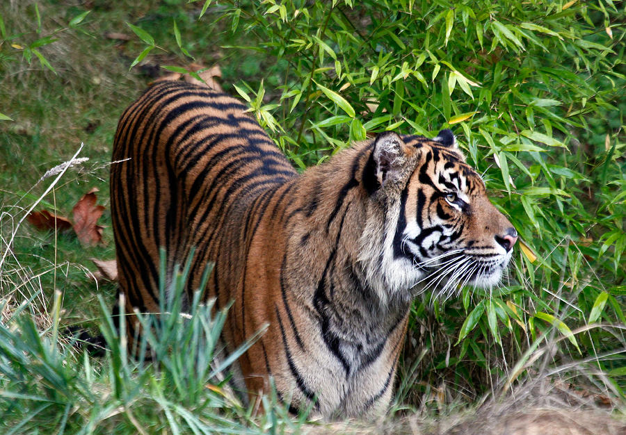Tiger In The Vast Jungles Photograph by Athena Mckinzie