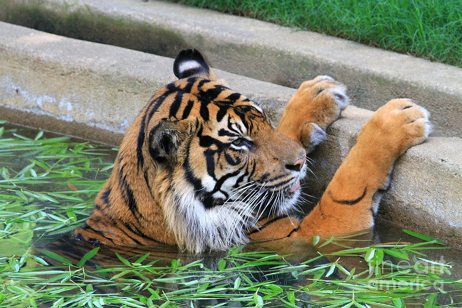Tiger Photograph - Tiger In Water by Ken Keener