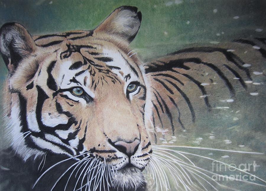 Tiger In Water Drawing