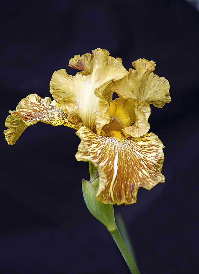 Tiger Iris Photograph by Elaine Walsh | Pixels