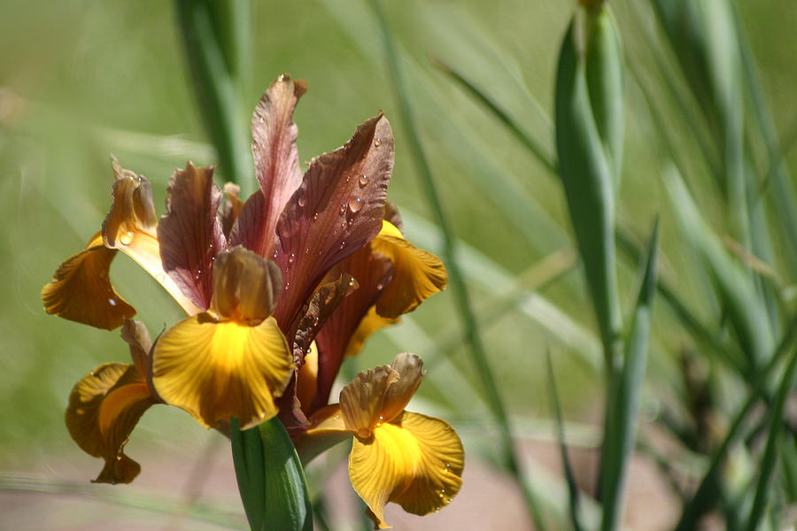 Tiger Iris Photograph by Living Color Photography Lorraine Lynch