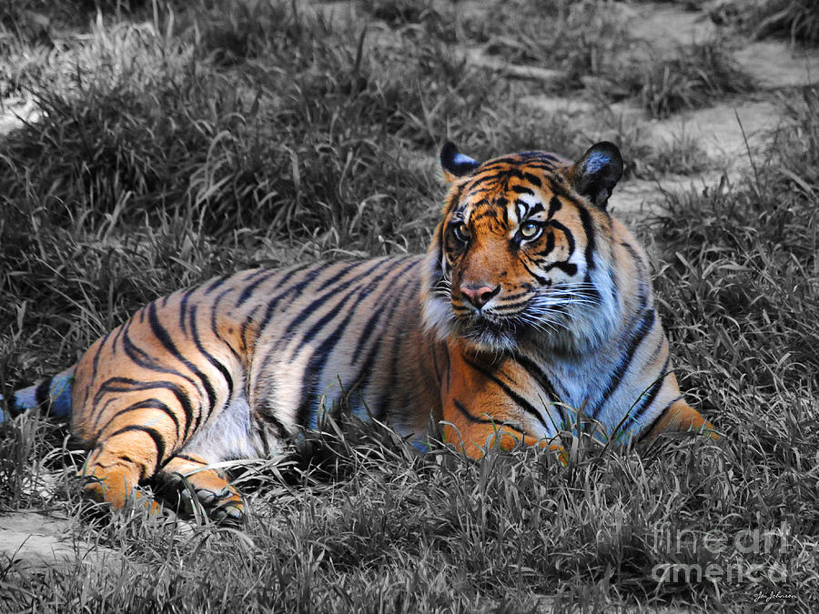 Tiger Photograph by Jai Johnson