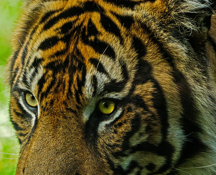 Tiger Photograph by John Johnson