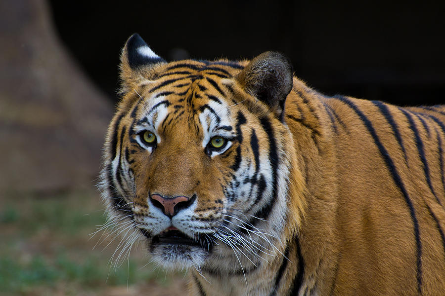 Tiger Photograph - Tiger by Juan Gabriel Maldonado