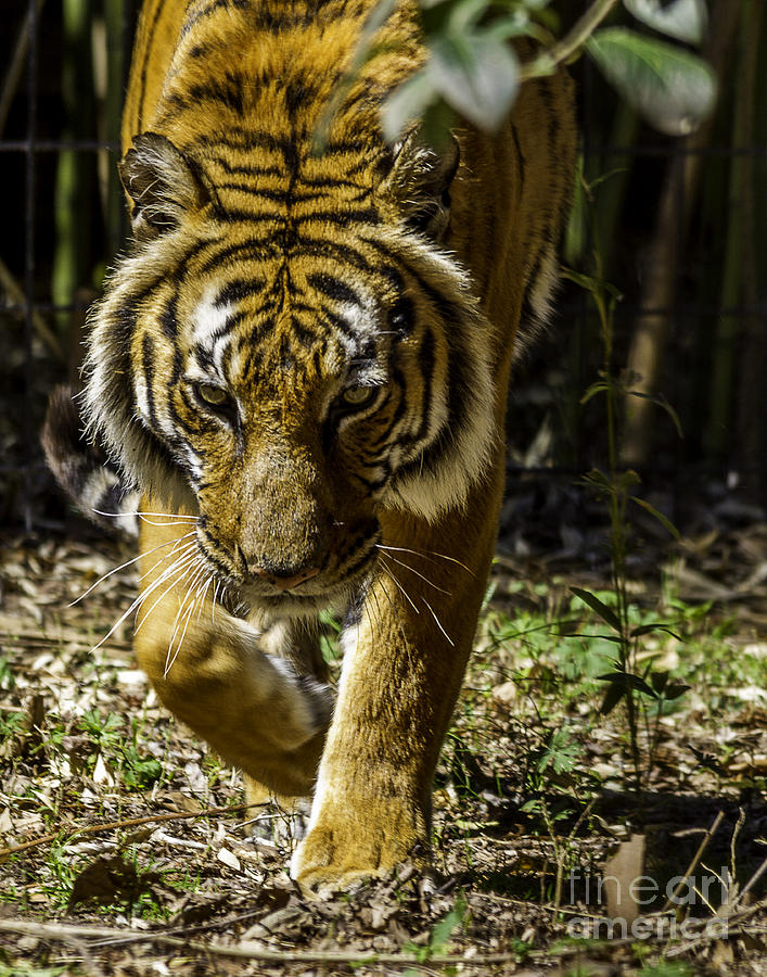 Tiger Photograph by Ken Frischkorn
