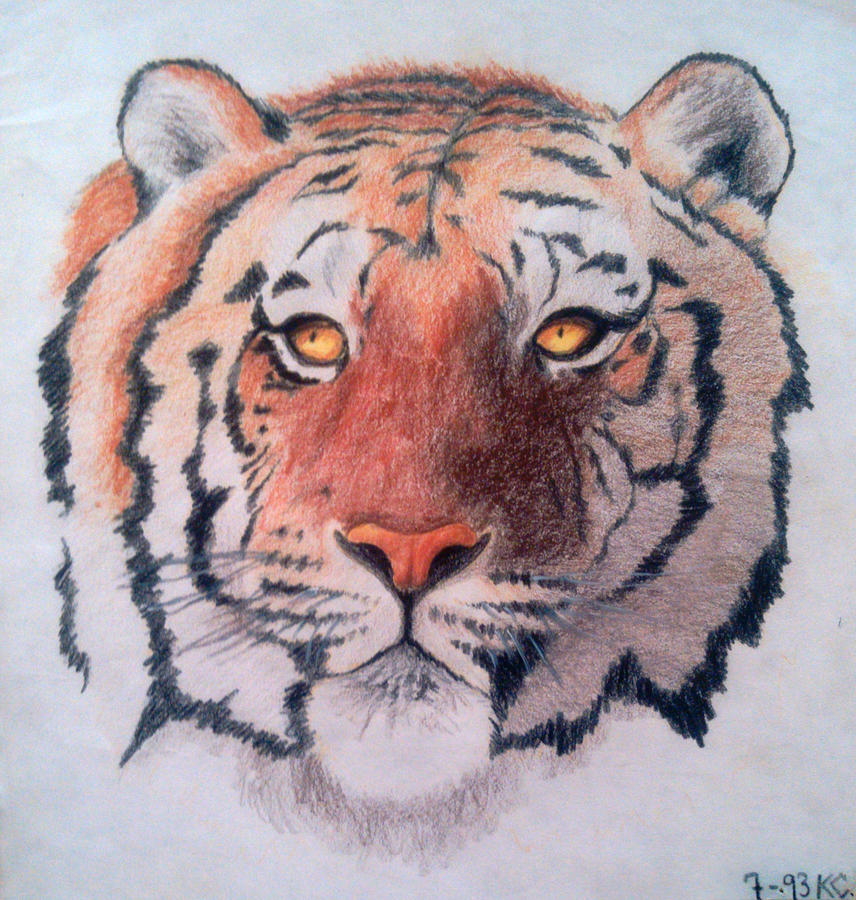 Tiger Drawing by Kristina Castagnola - Pixels