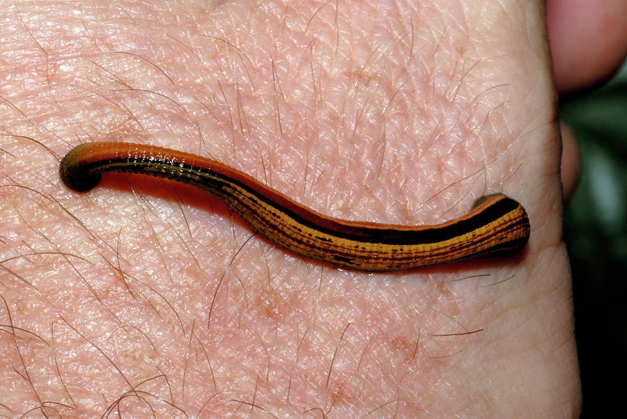 Tiger Leech Feeding by Sinclair Stammers/science Photo Library