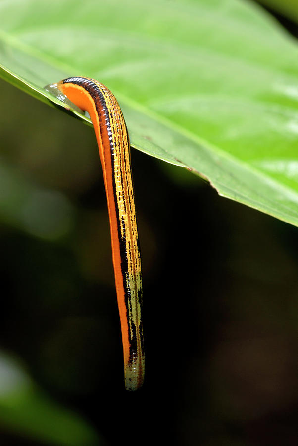 Tiger Leech Photograph by Sinclair Stammers/science Photo Library - Fine  Art America