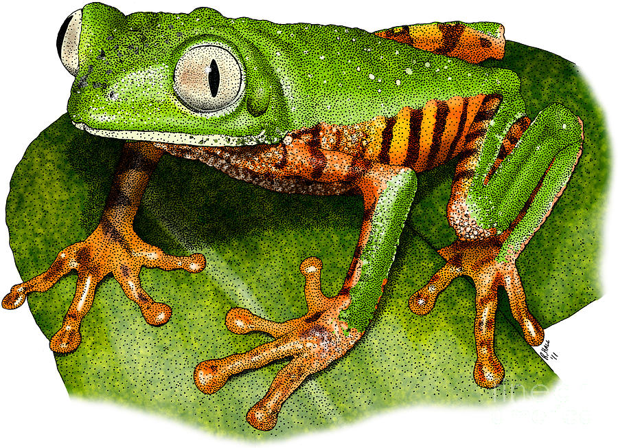 Tiger-legged Monkey Frog Photograph by Roger Hall