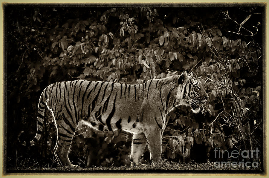 Tiger Photograph by Les Palenik