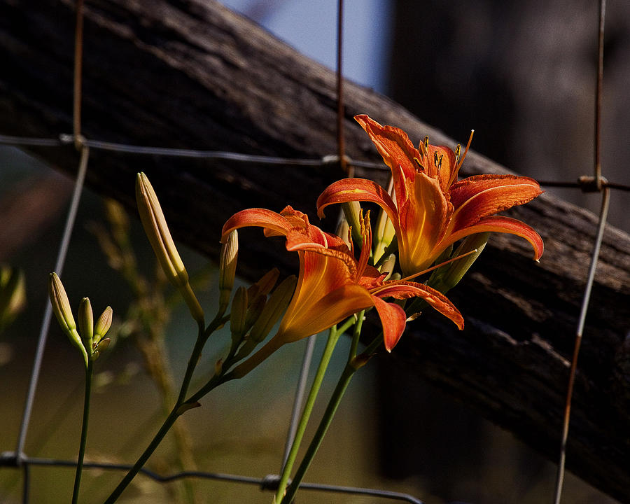 Tiger Lilies Along Fence Line Photograph by Michael Dougherty