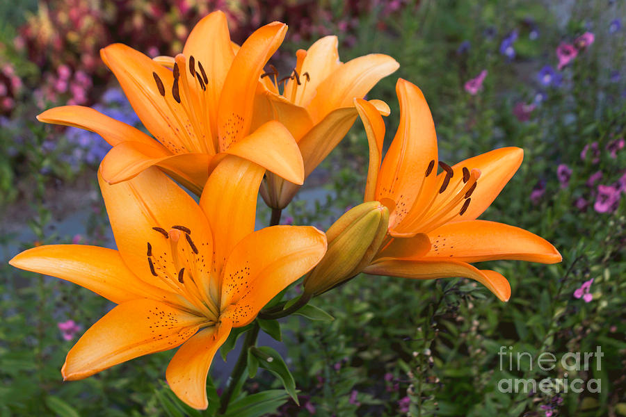 Flower Photograph - Tiger Lilies by Arlene Carmel