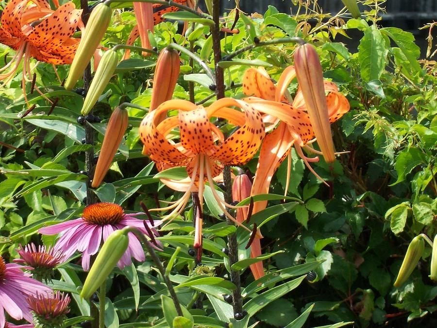 Flower Photograph - Tiger Lilies by Catherine Gagne