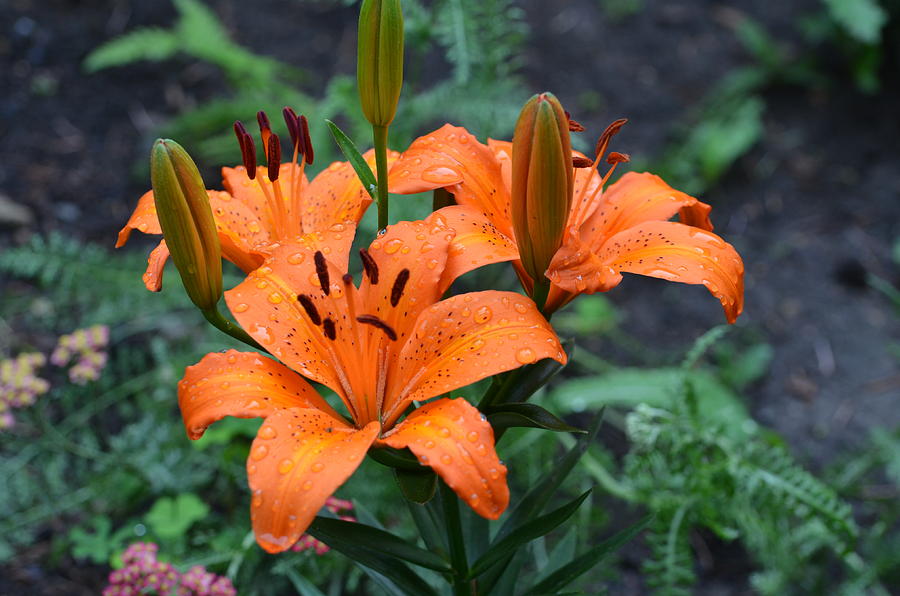 Tiger Lilies Photograph by Chris Tennis | Fine Art America