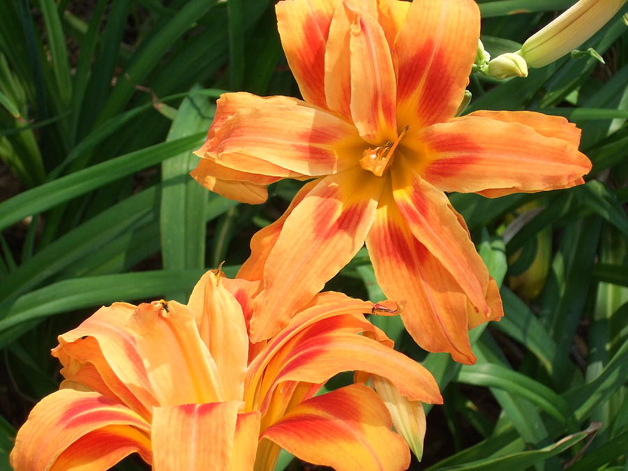 Tiger Lilies Photograph by Lisa Wormell - Fine Art America