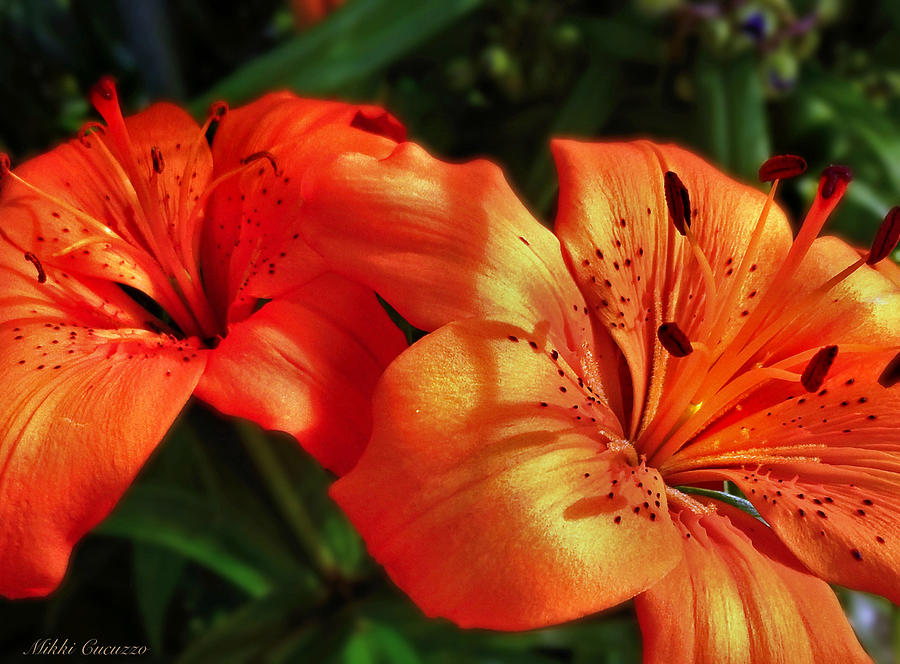 Flower Photograph - Tiger LIllies by Mikki Cucuzzo