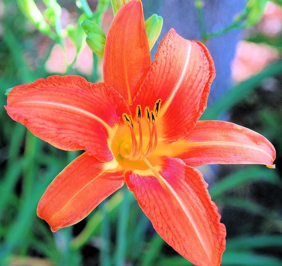 Tiger Lilly Photograph by Linda Barone - Fine Art America