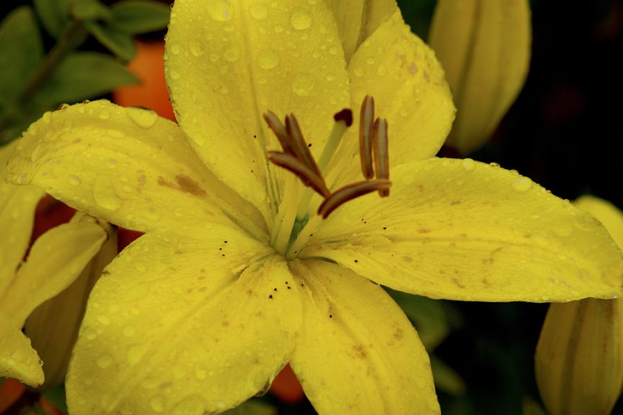 Tiger Lilly Shower Photograph by Sarah Pecinovsky Fine Art America