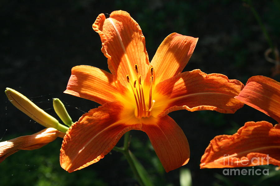 Tiger lily 1 Photograph by Jim Gillen