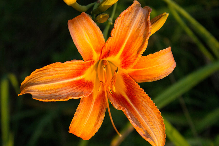 Tiger Lily 2 Photograph by Terry Thomas - Fine Art America