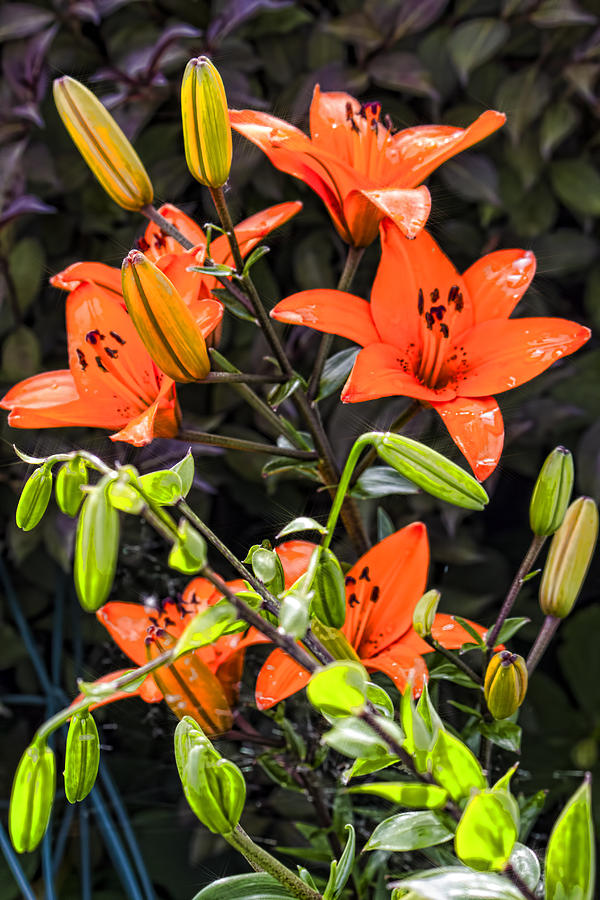 Tiger Lily after the Rain Photograph by Cathy Anderson