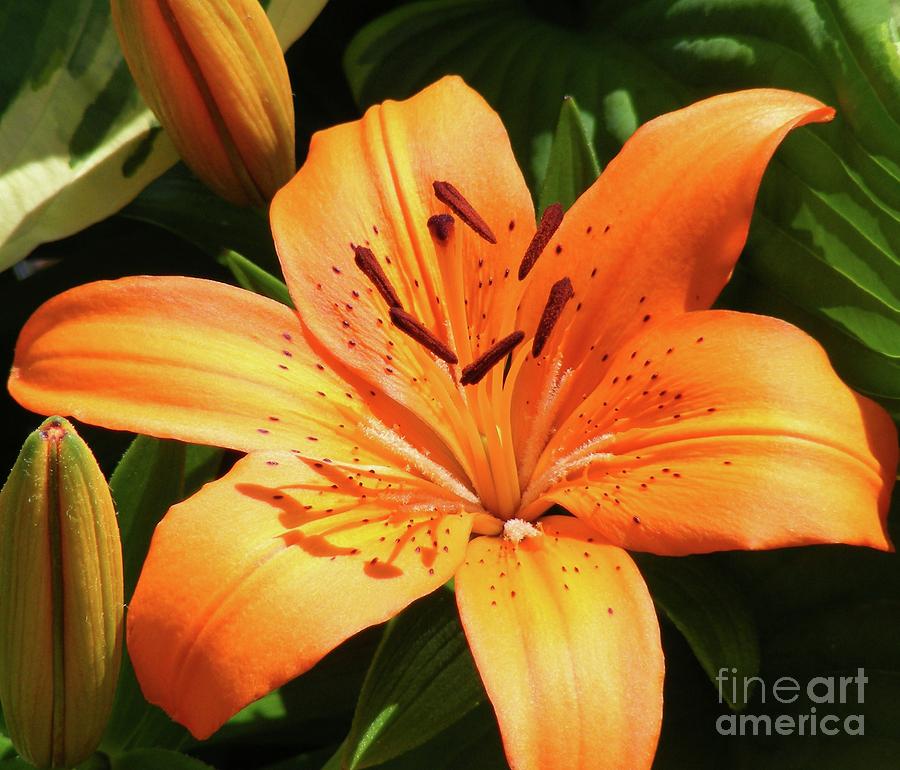 Tiger Lily Photograph by Barbara A Griffin