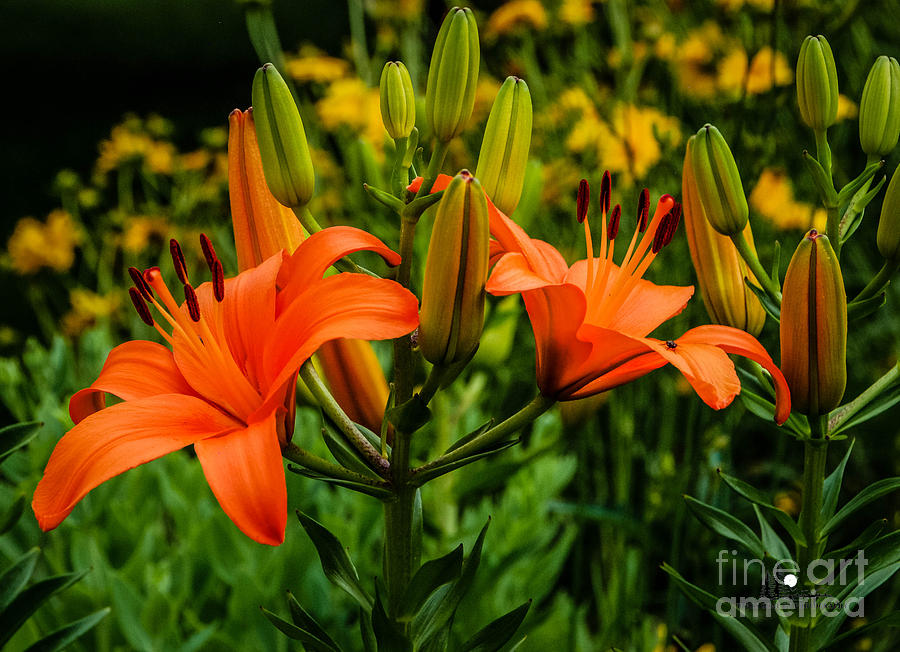 Tiger Lily Blossoms Photograph by Grace Grogan