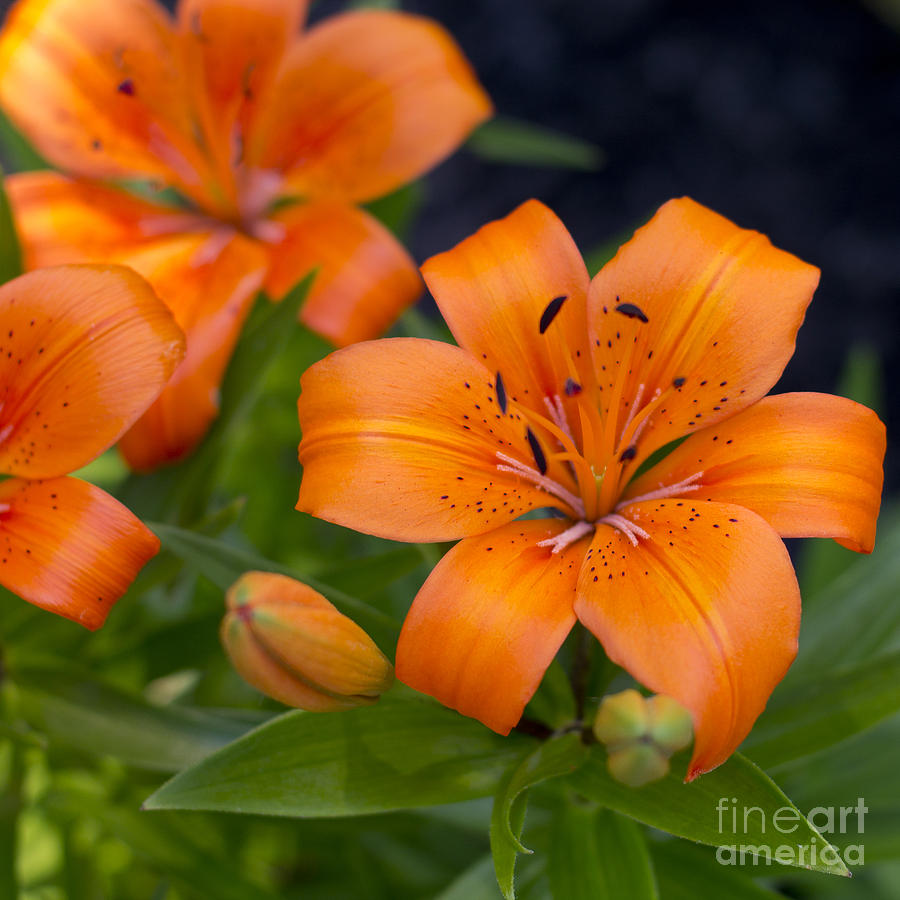 Tiger Lily Photograph by Brad Marzolf Photography