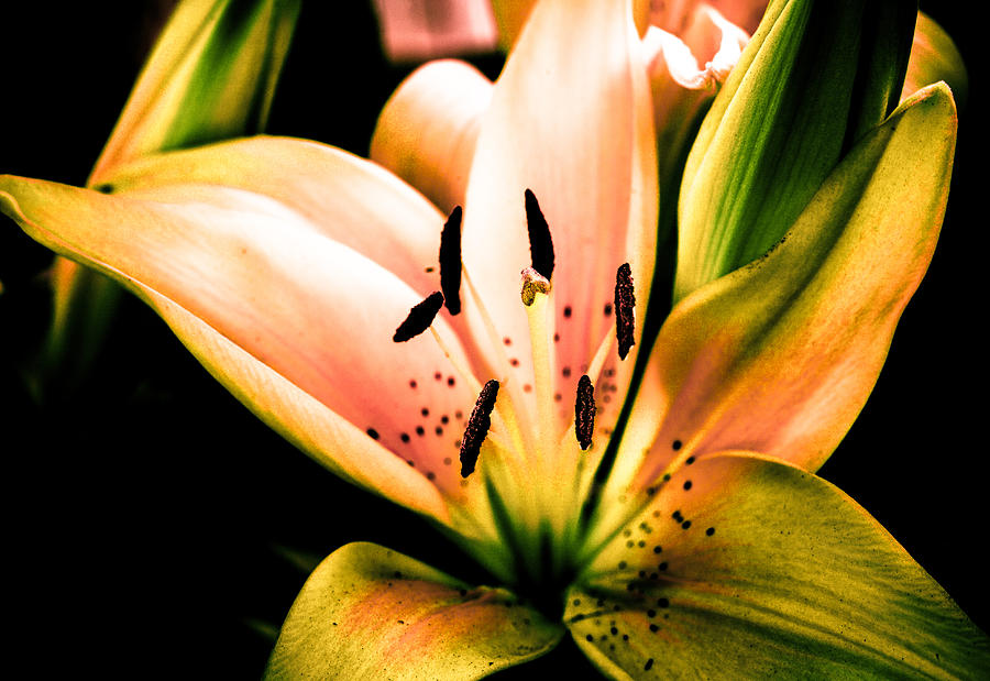 Tiger Lily Bright Love Photograph by Isabel Laurent - Fine Art America