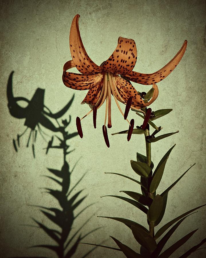 Lily Photograph - Tiger Lily by Chris Berry