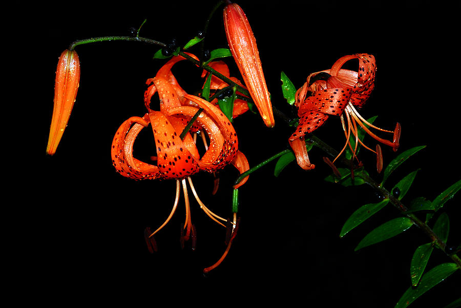 Tiger Lily Photograph