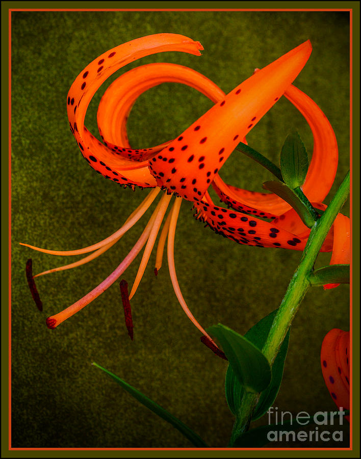 Tiger Lily Photograph by Dave Bosse