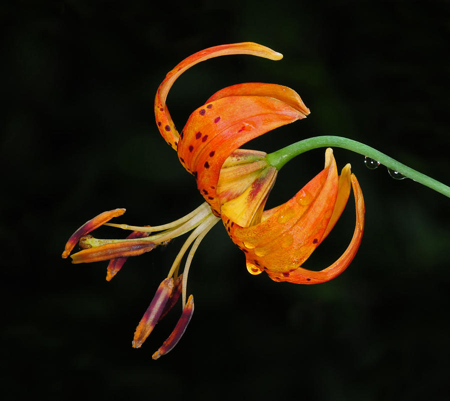 Tiger Lily Photograph by Dave Mills