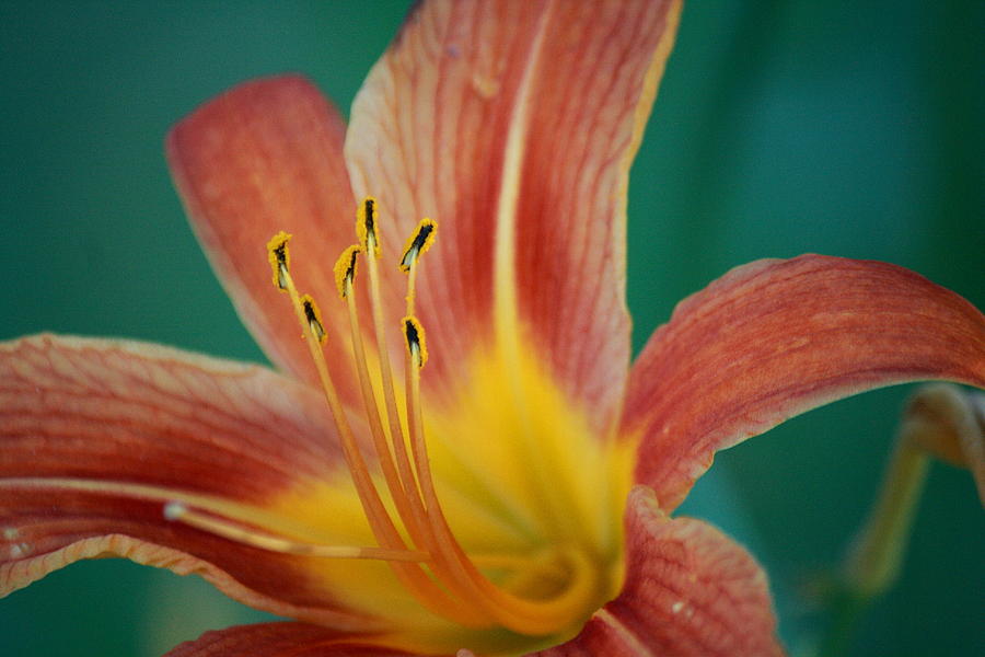 Tiger Lily Photograph by David Dufresne