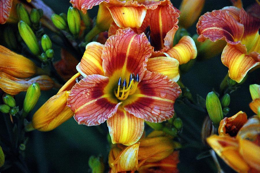 Tiger Lily Photograph by David Earl Johnson