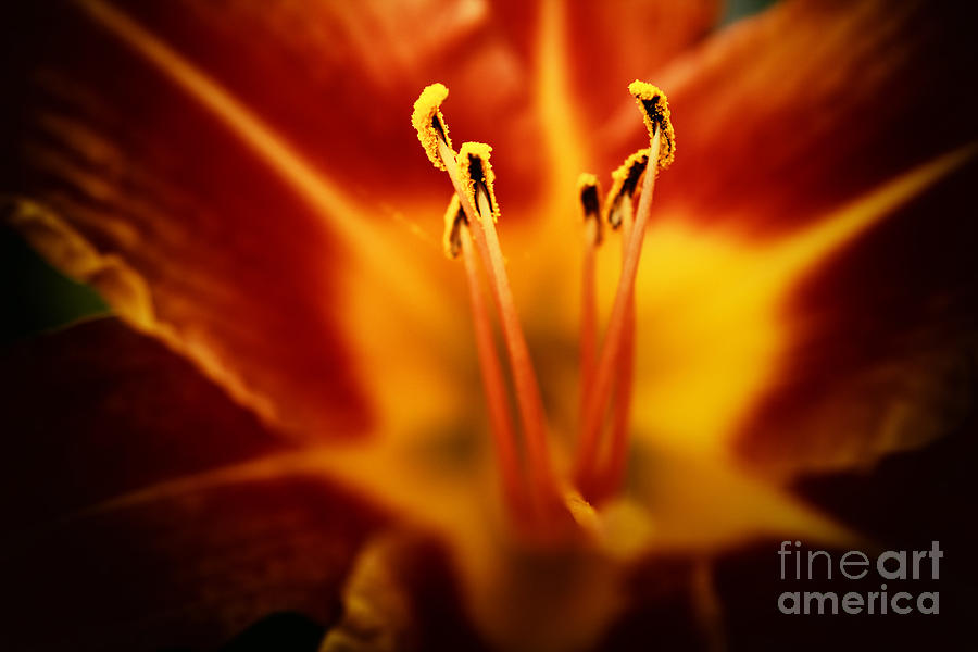 Tiger Lily Close Photograph by Charline Xia