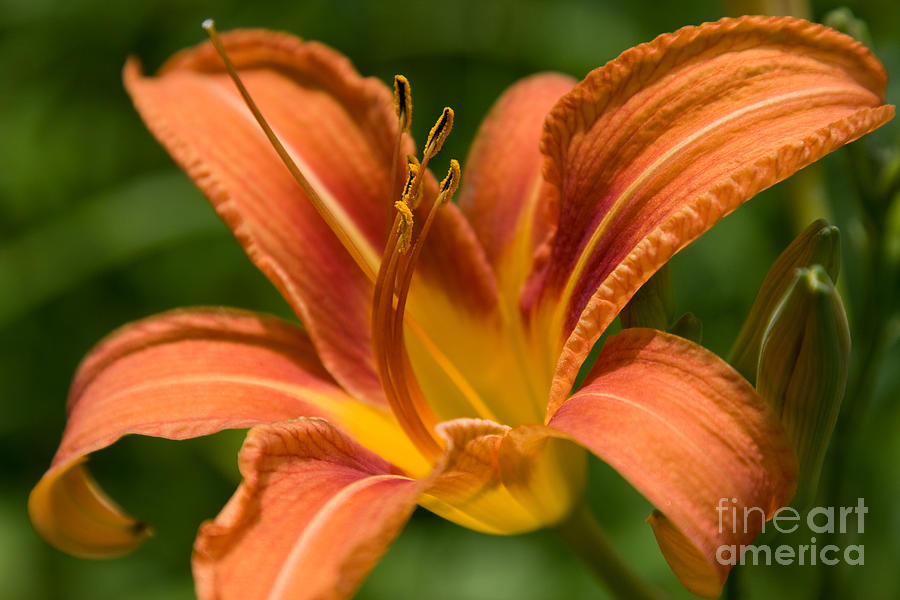 Tiger Lily Flower Photograph by Chris Scroggins