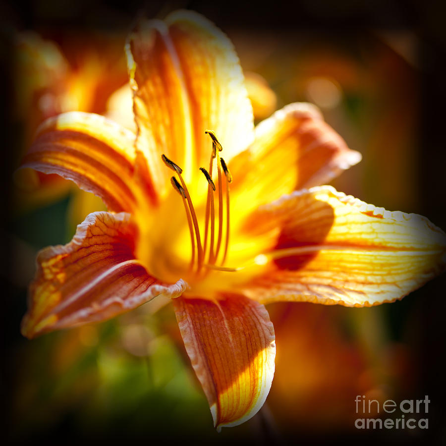 Tiger Lily Flower 2 Photograph